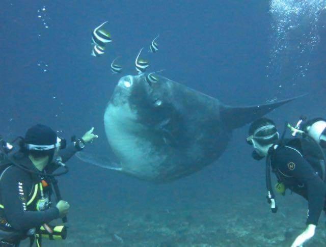 Pondok Bambu Resort - 5 Stars Padi Dive Centre 캔디다사 외부 사진